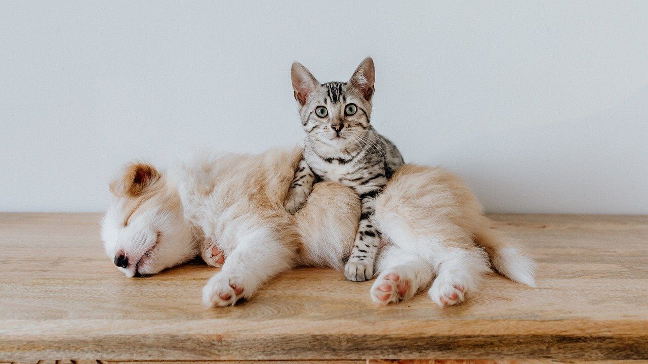 Puppy and kitten lying on a wood surface